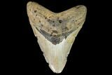Large, Fossil Megalodon Tooth - North Carolina #108947-1